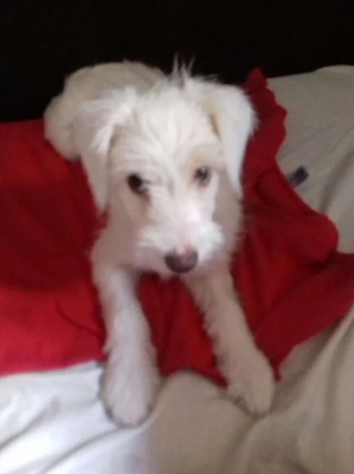 Cachorro ra a Srd idade 2 a 6 meses nome Lua (filhote)