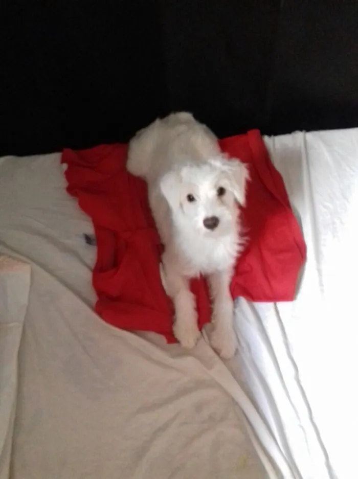 Cachorro ra a Srd idade 2 a 6 meses nome Lua (filhote)