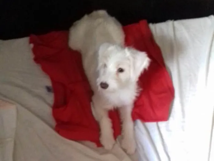Cachorro ra a Srd idade 2 a 6 meses nome Lua (filhote)