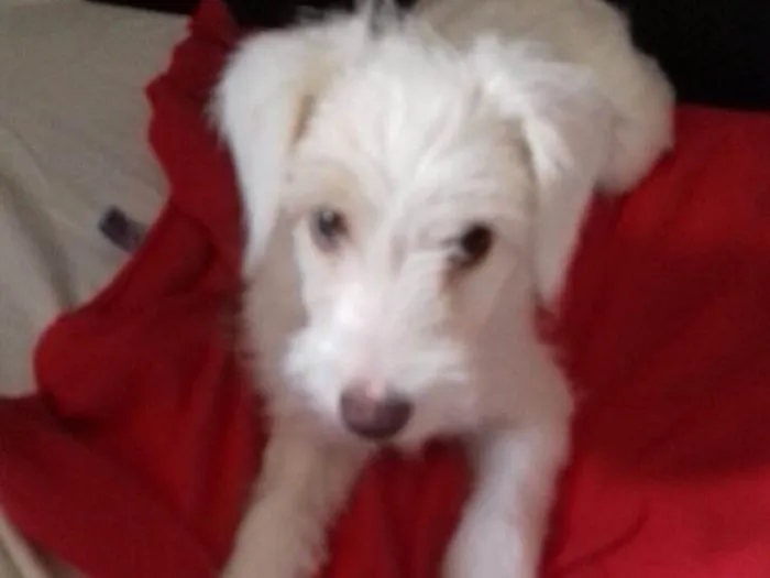 Cachorro ra a Srd idade 2 a 6 meses nome Lua (filhote)