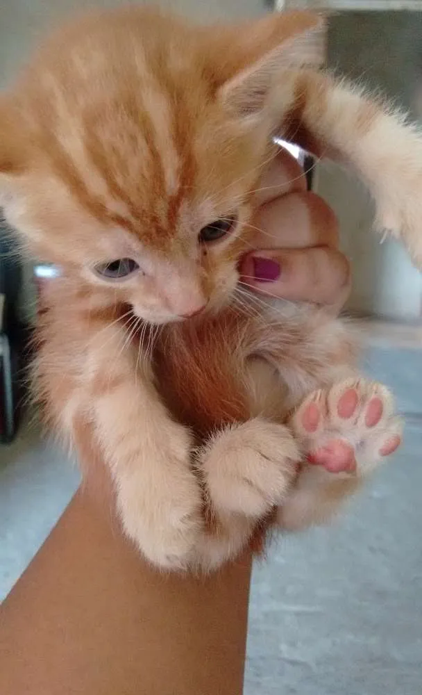 Gato ra a Siamês idade 2 a 6 meses nome Nenhum