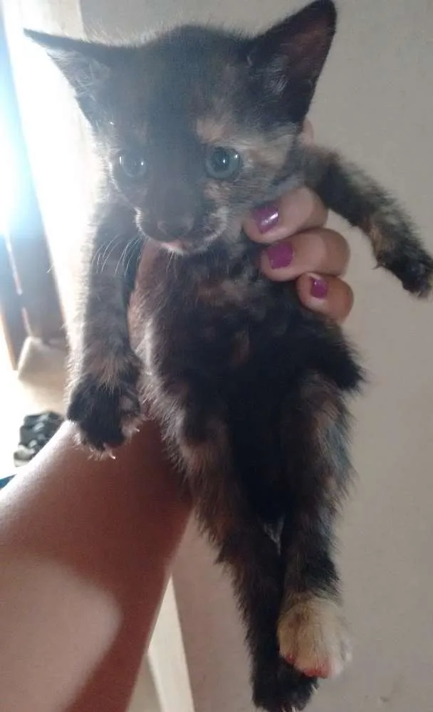 Gato ra a Siamês idade 2 a 6 meses nome Nenhum