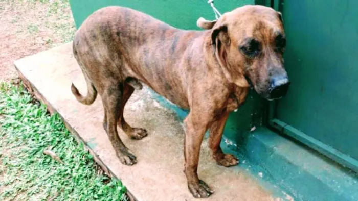 Cachorro ra a Viralata com perfil de fila idade 2 anos nome Brutus