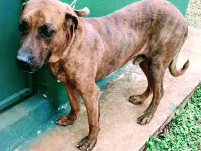 Cachorro ra a Viralata com perfil de fila idade 2 anos nome Brutus