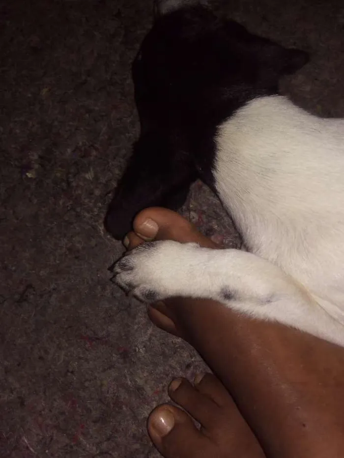 Cachorro ra a Vira-lata idade 2 a 6 meses nome Amora