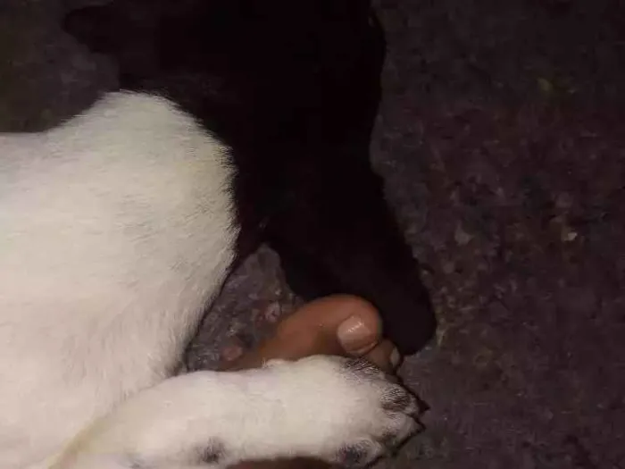 Cachorro ra a Vira-lata idade 2 a 6 meses nome Amora