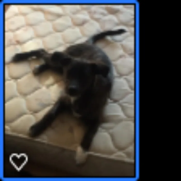 Cachorro raça SRD idade 2 a 6 meses nome Lolo