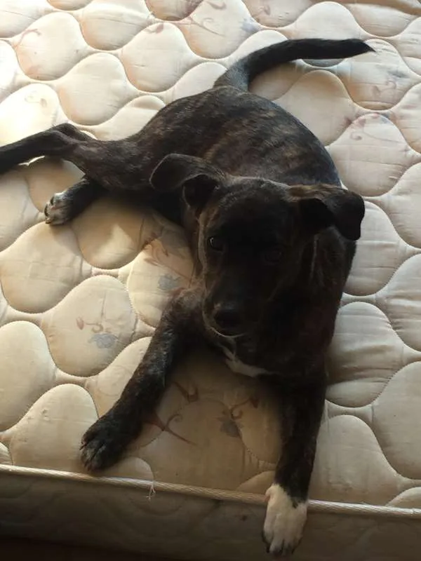 Cachorro raça SRD idade 2 a 6 meses nome Lolo