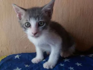 Gato raça S. R. D idade Abaixo de 2 meses nome Sem nome