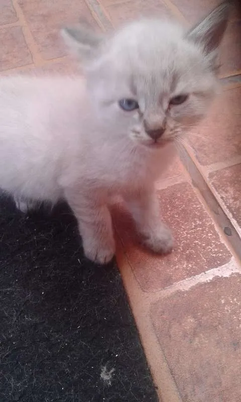 Gato ra a  idade Abaixo de 2 meses nome gatos