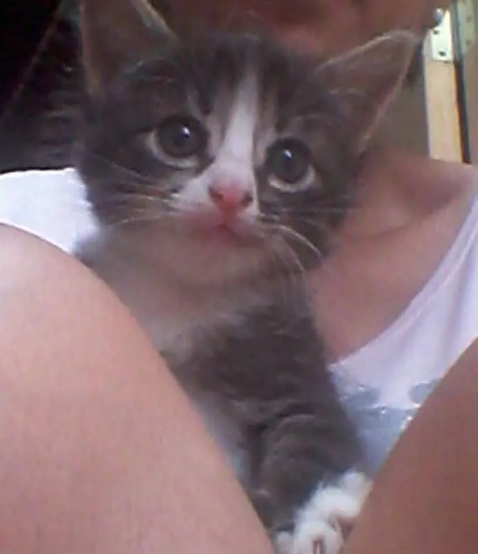 Gato ra a  idade Abaixo de 2 meses nome gatos