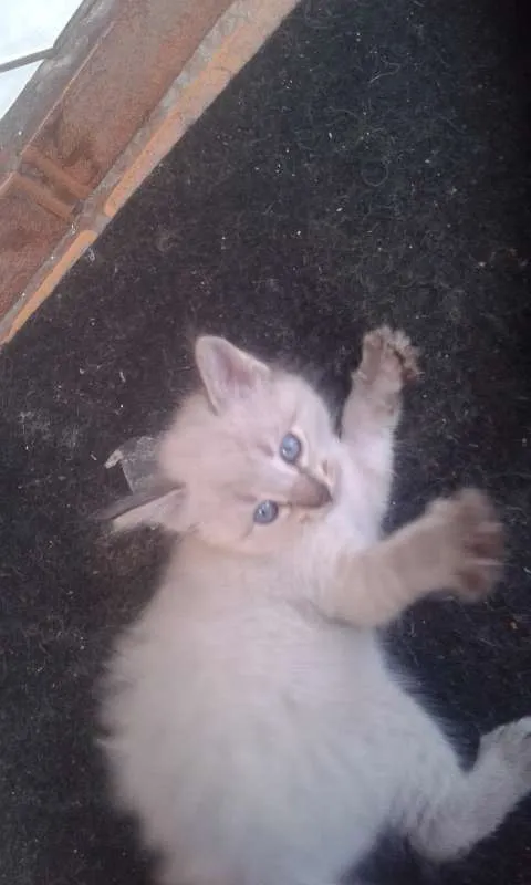 Gato ra a  idade Abaixo de 2 meses nome gatos