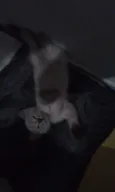 gatos