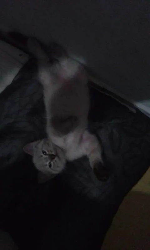 Gato ra a  idade Abaixo de 2 meses nome gatos