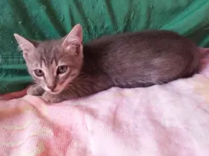 Gato raça S. R. D idade Abaixo de 2 meses nome Sem nome