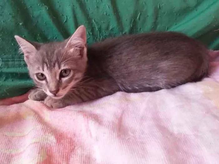 Gato raça S. R. D idade Abaixo de 2 meses nome Sem nome
