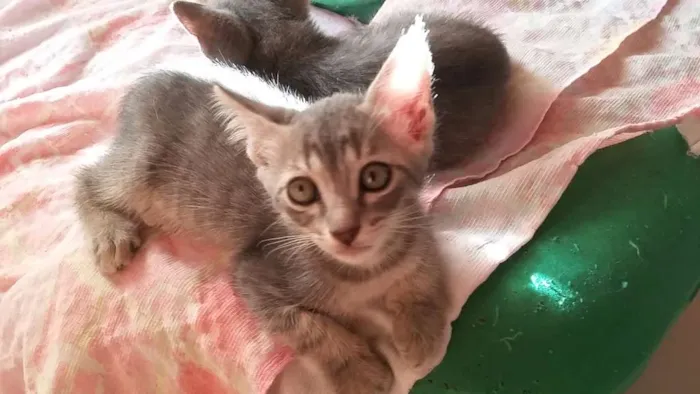 Gato raça S. R. D idade Abaixo de 2 meses nome Sem nome 