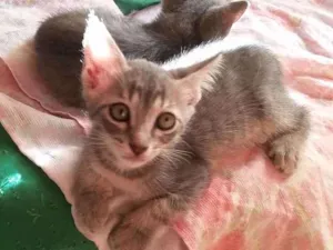 Gato raça S. R. D idade Abaixo de 2 meses nome Sem nome 