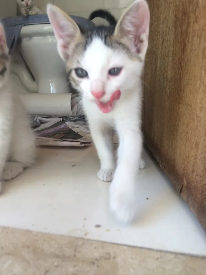 Gato raça SRD idade 2 a 6 meses nome ?Gatinho para Adoção