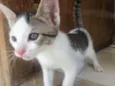 ?Gatinho para Adoção