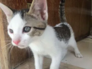 Gato raça SRD idade 2 a 6 meses nome ?Gatinho para Adoção