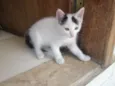 ?Gatinho para Adoção