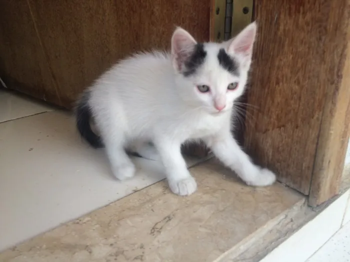 Gato raça SRD idade 2 a 6 meses nome ?Gatinho para Adoção