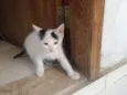 ?Gatinho para Adoção