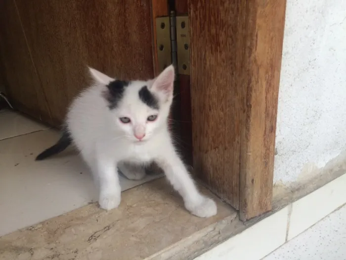 Gato raça SRD idade 2 a 6 meses nome ?Gatinho para Adoção
