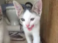 ?Gatinho para Adoção