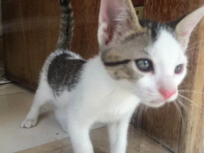 Gato raça SRD idade 2 a 6 meses nome ?Gatinho para Adoção