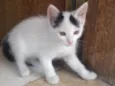 ?Gatinho para Adoção