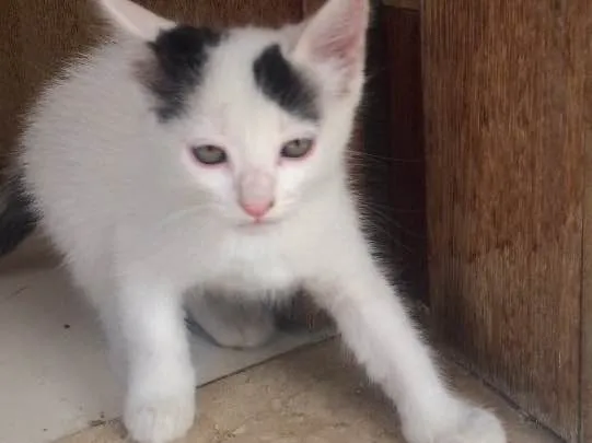 Gato raça SRD idade 2 a 6 meses nome ?Gatinho para Adoção