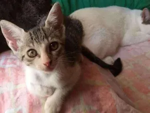 Gato raça S. R. D idade Abaixo de 2 meses nome Sem nome 