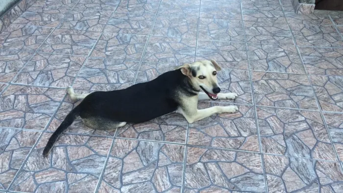 Cachorro raça SRD  idade 3 anos nome Magrela