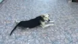 Magrela