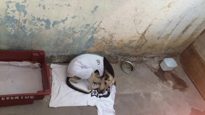 Cachorro raça SRD  idade 3 anos nome Magrela
