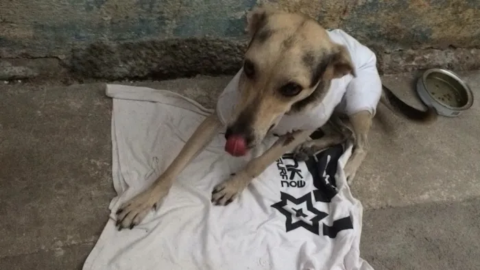 Cachorro raça SRD  idade 3 anos nome Magrela