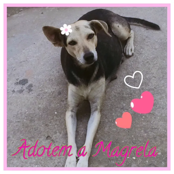 Cachorro raça SRD  idade 3 anos nome Magrela