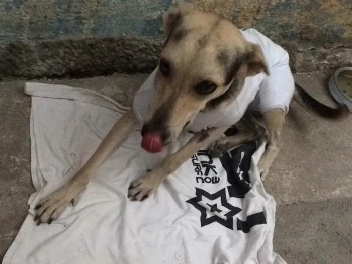 Cachorro raça SRD  idade 3 anos nome Magrela
