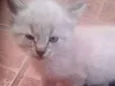 gatos