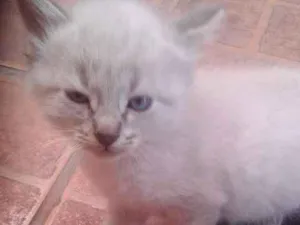 Gato raça  idade Abaixo de 2 meses nome gatos