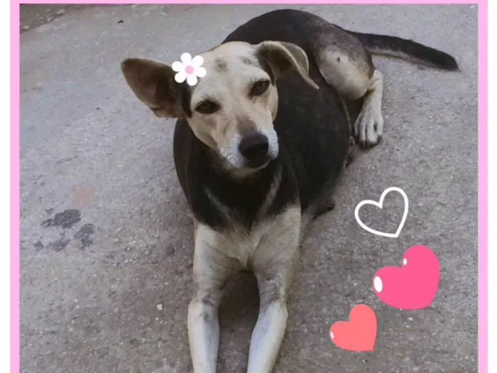Cachorro raça SRD  idade 3 anos nome Magrela