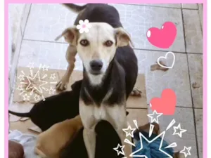 Cachorro raça SRD  idade 3 anos nome Magrela