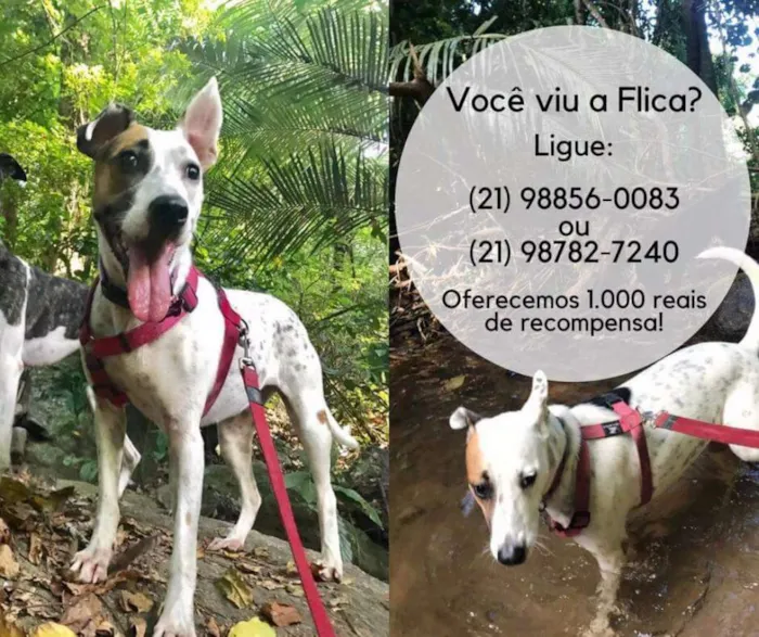 Cachorro ra a SRD idade 5 anos nome Flica