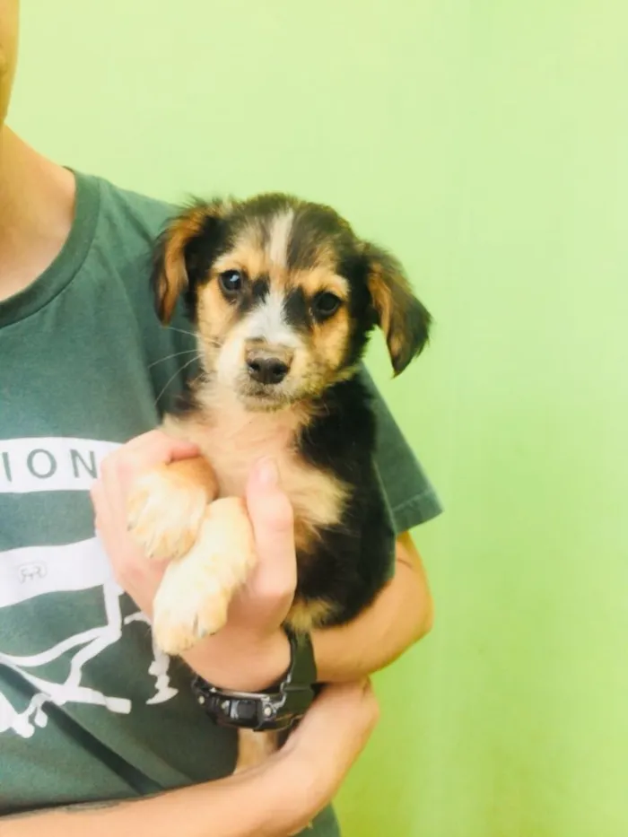 Cachorro ra a SRD idade 2 a 6 meses nome -
