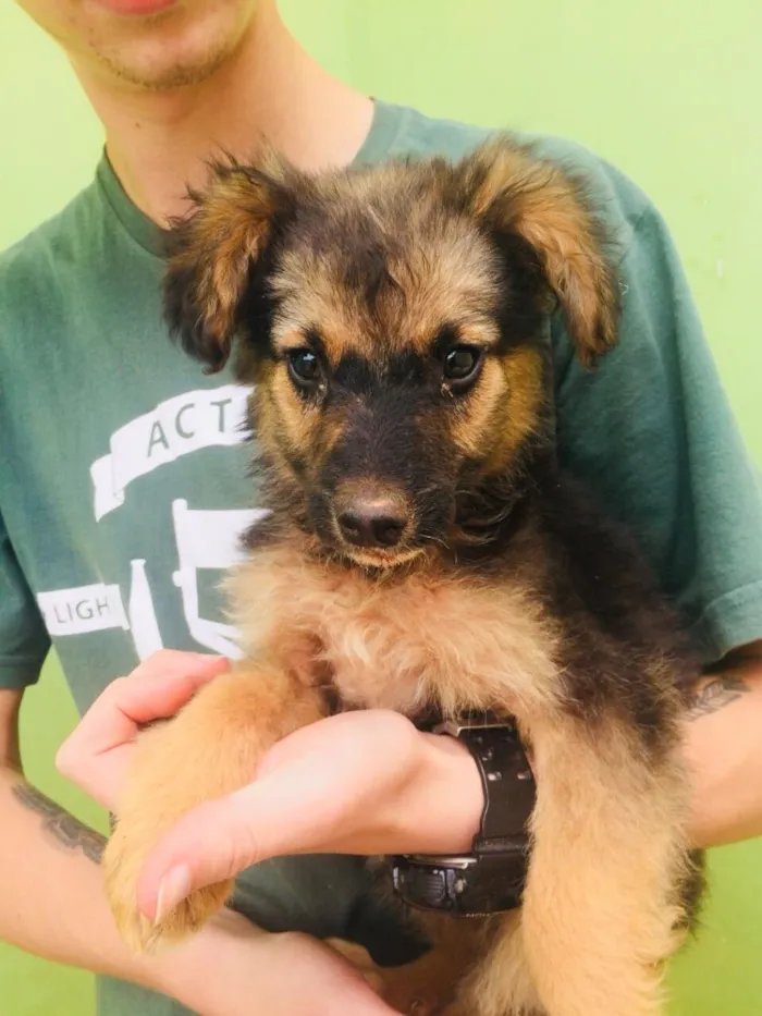 Cachorro ra a SRD idade 2 a 6 meses nome -