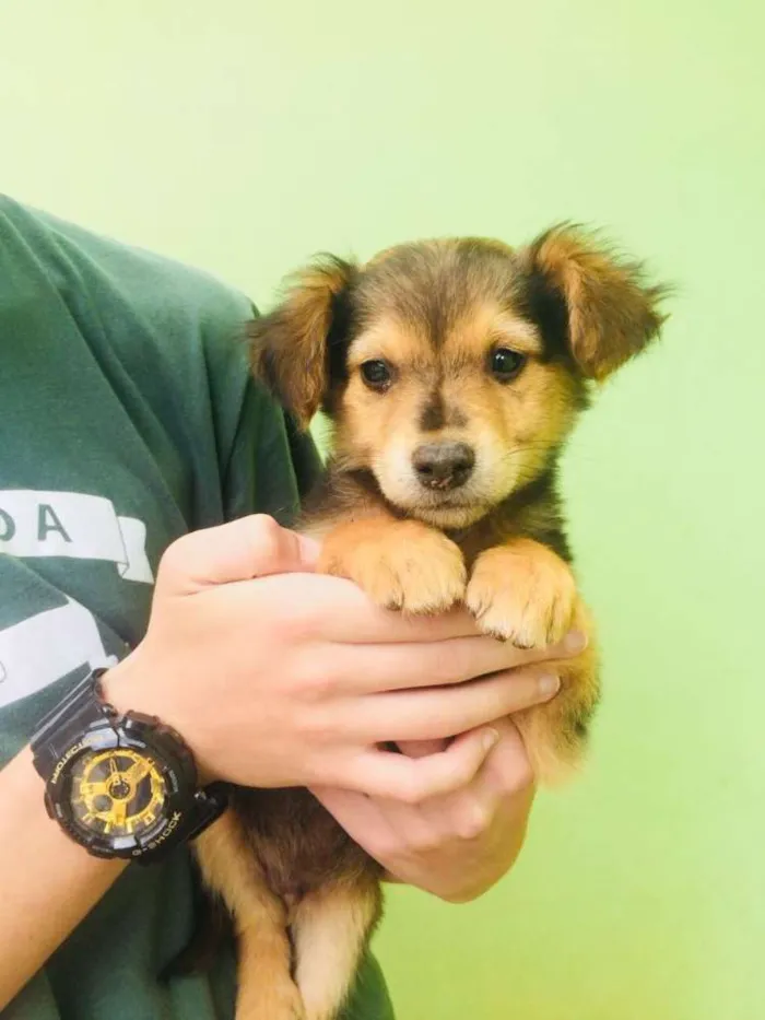 Cachorro ra a SRD idade 2 a 6 meses nome -