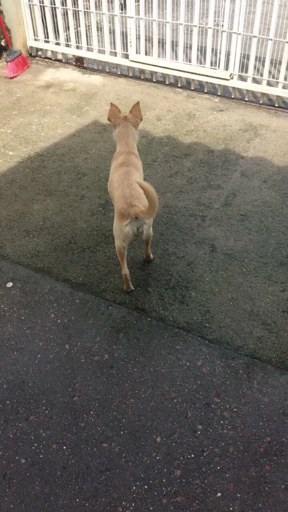 Cachorro ra a SRD idade 7 a 11 meses nome -