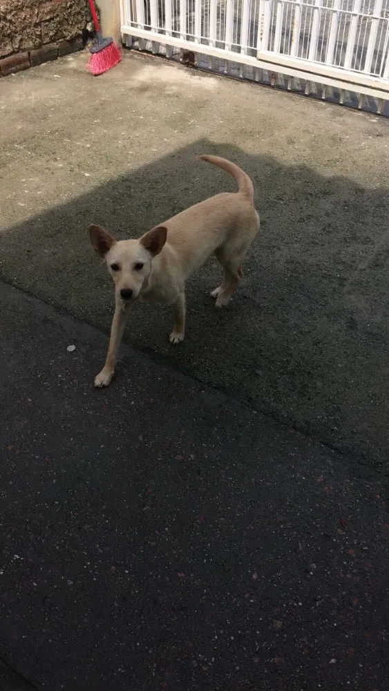 Cachorro ra a SRD idade 7 a 11 meses nome -